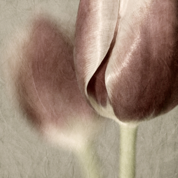 Photograph Jeannette Woitzik Gentle Touch on One Eyeland